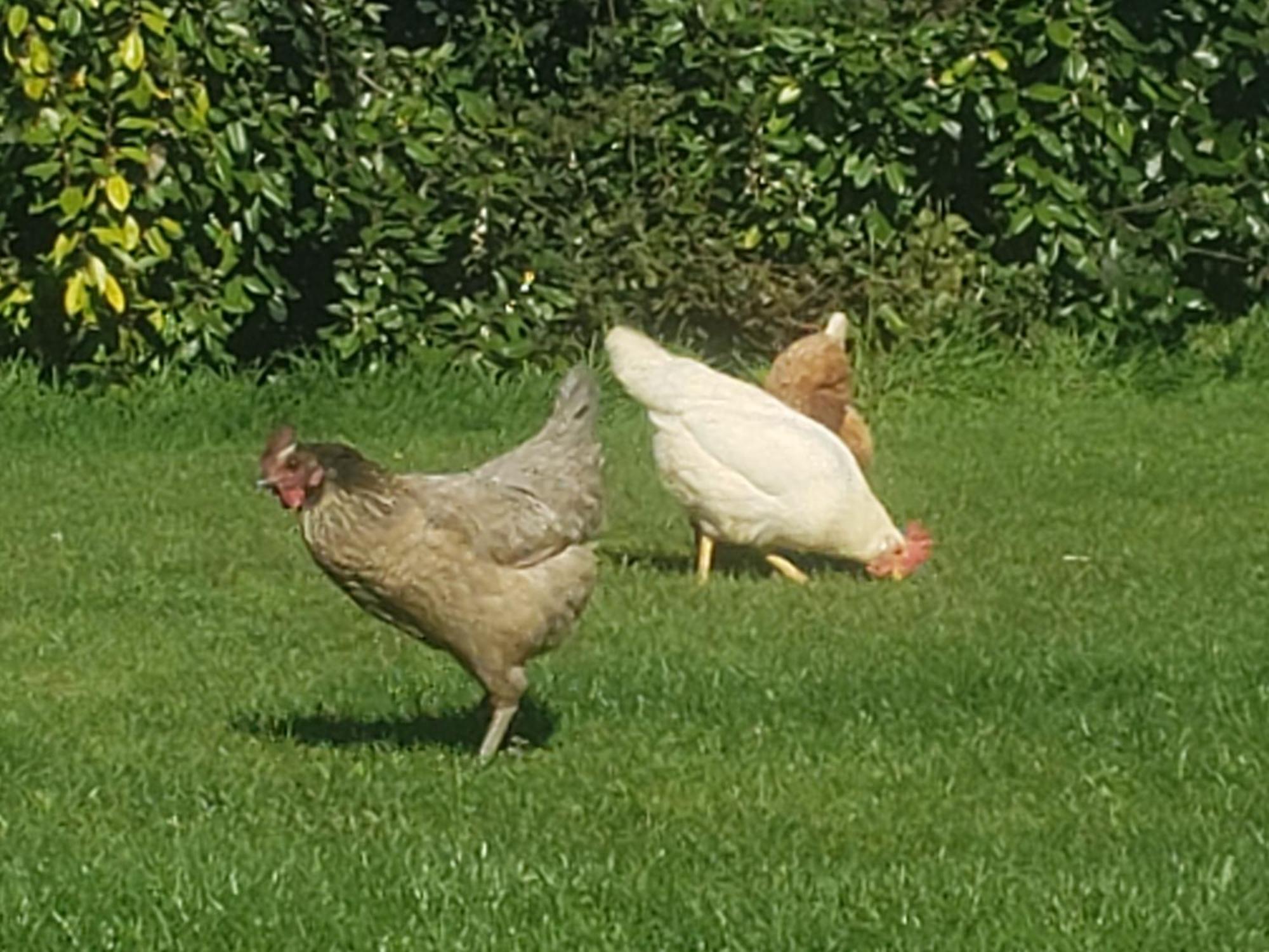 Gite Paimpol Le Poullou Kültér fotó